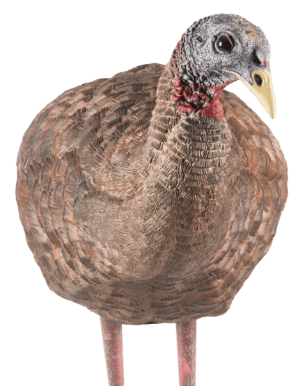 Avian X Breeder Hen Turkey Lifelike Collapsible Design Decoy features a realistic pose